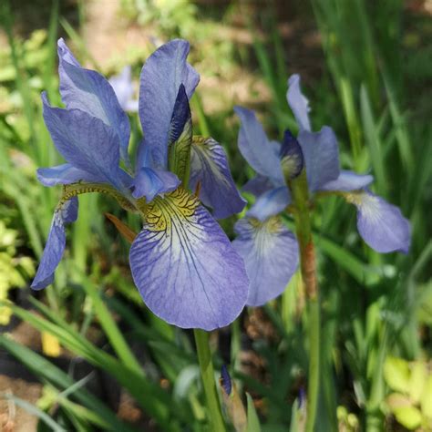 Iiris .